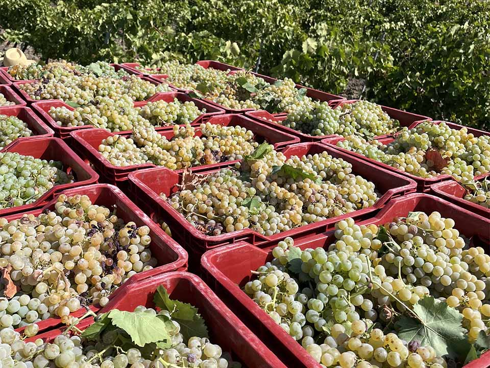 La nostra azienda agricola in provincia di Trapani a valle del Monte Erice, Feudo Poma - Azienda agricola Poma