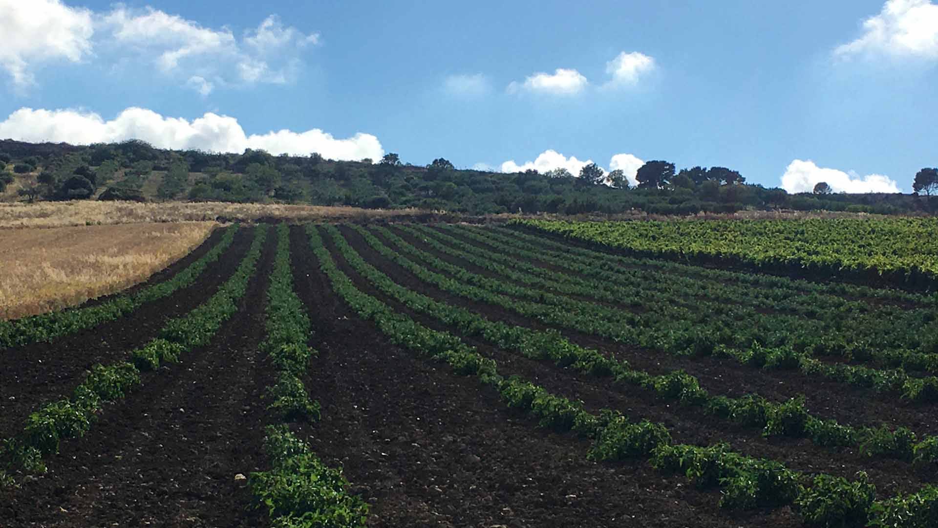 Feudo Poma Azienda agricola Poma a Custonaci